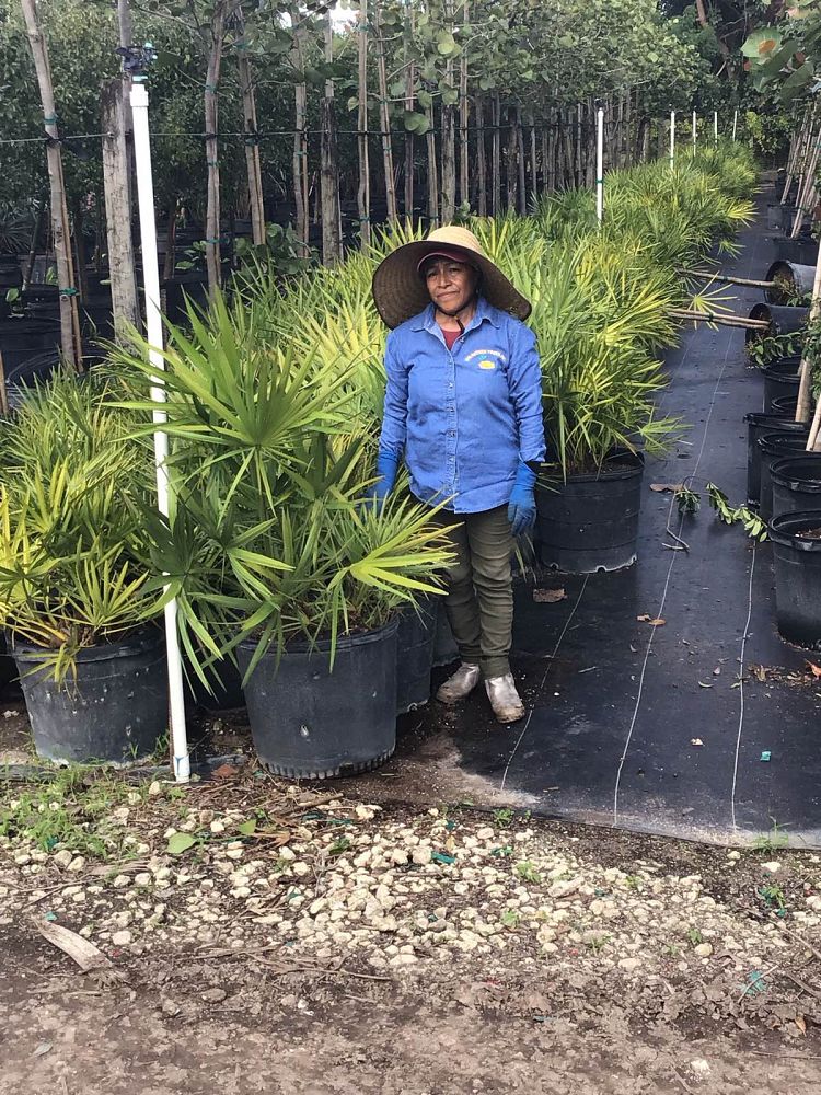 serenoa-repens-saw-palmetto