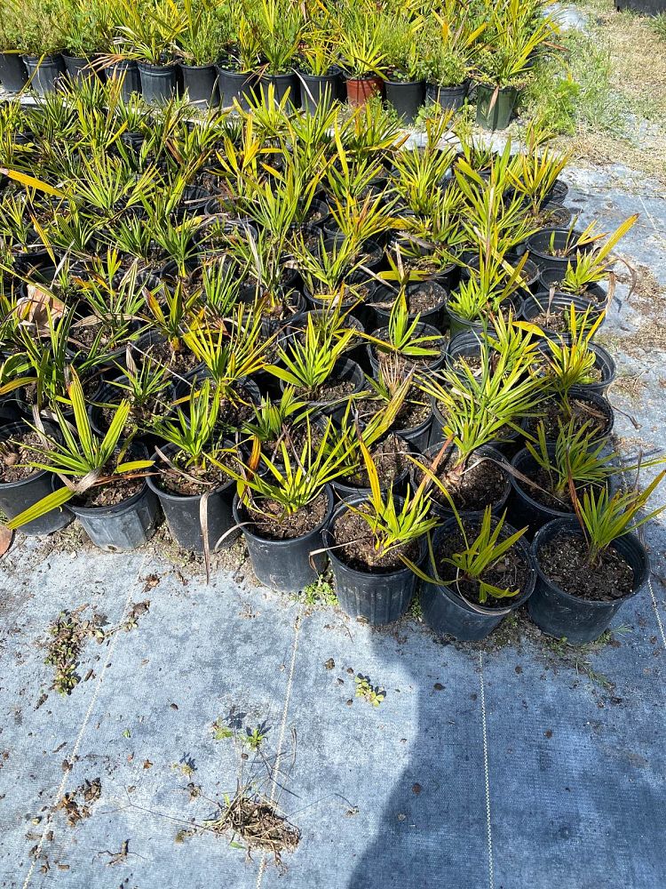 serenoa-repens-saw-palmetto
