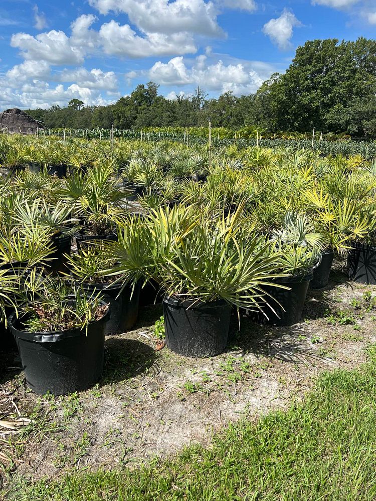 serenoa-repens-saw-palmetto