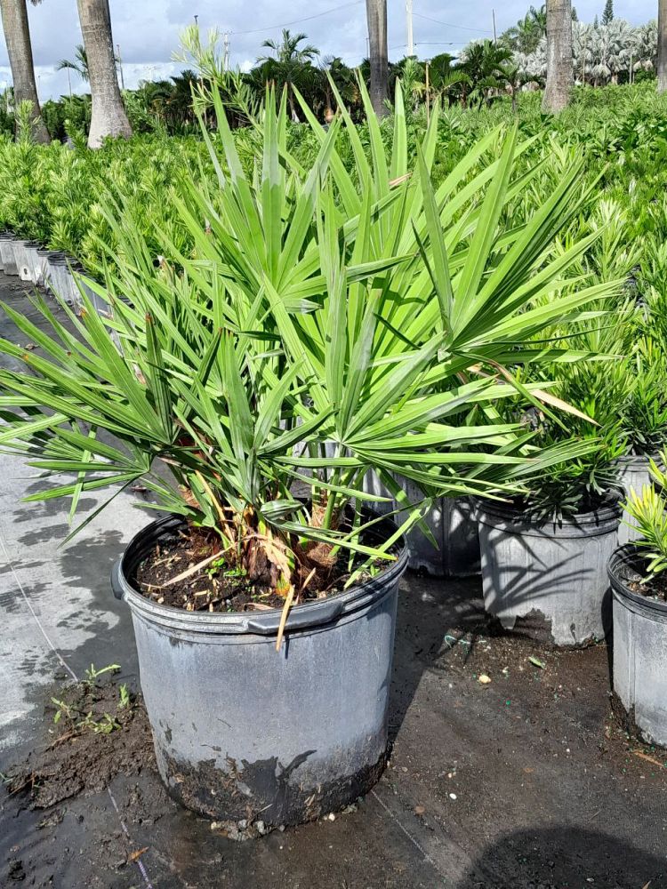 serenoa-repens-saw-palmetto