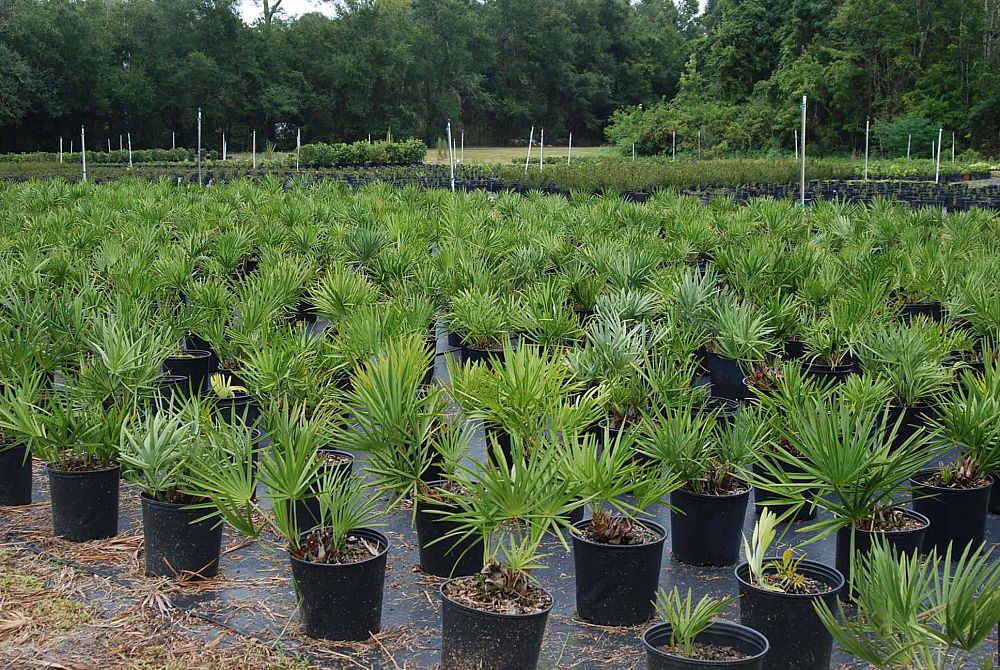 serenoa-repens-saw-palmetto