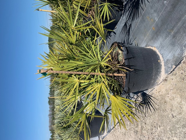 serenoa-repens-saw-palmetto