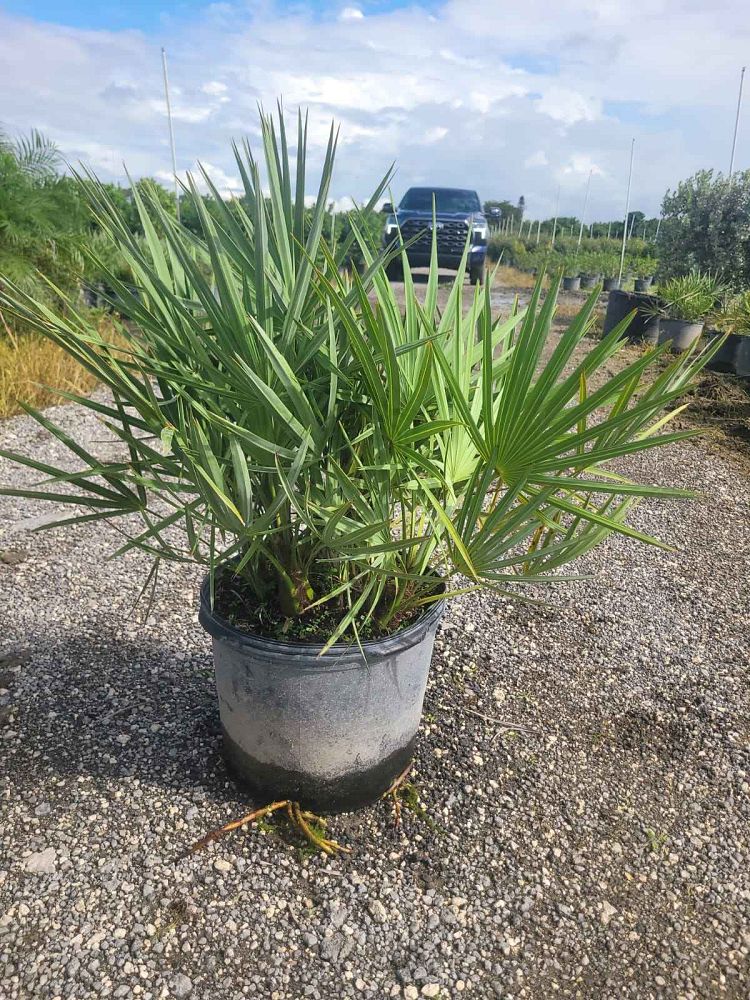 serenoa-repens-saw-palmetto