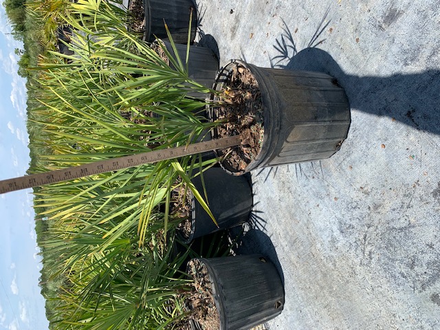 serenoa-repens-saw-palmetto