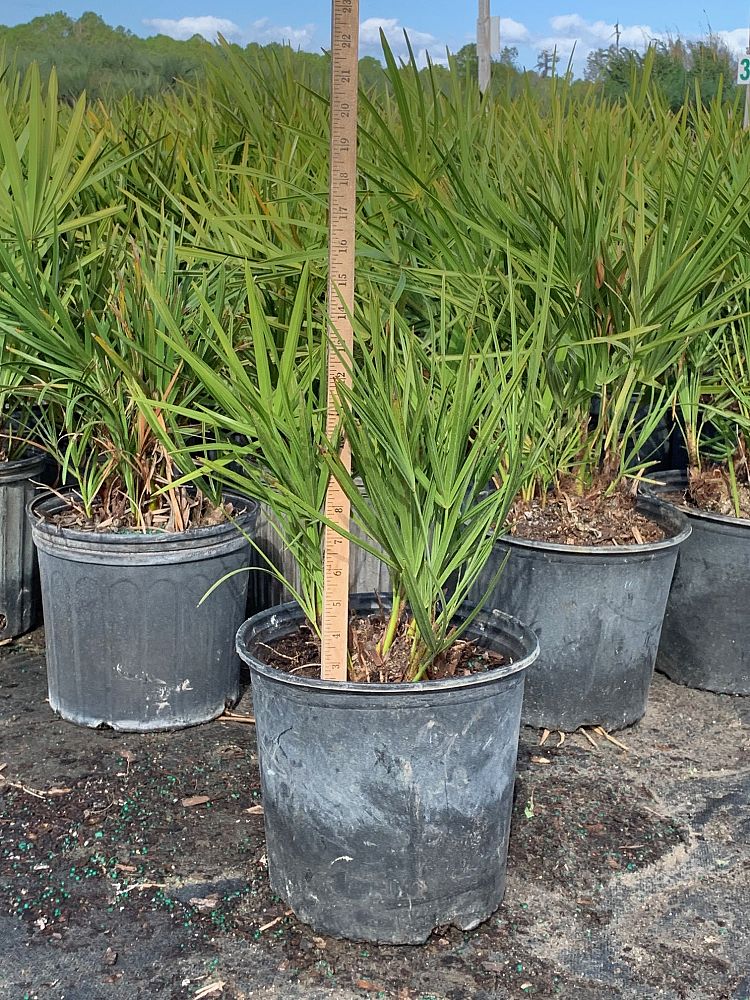 serenoa-repens-saw-palmetto