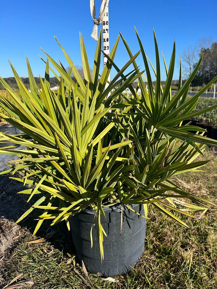 serenoa-repens-saw-palmetto