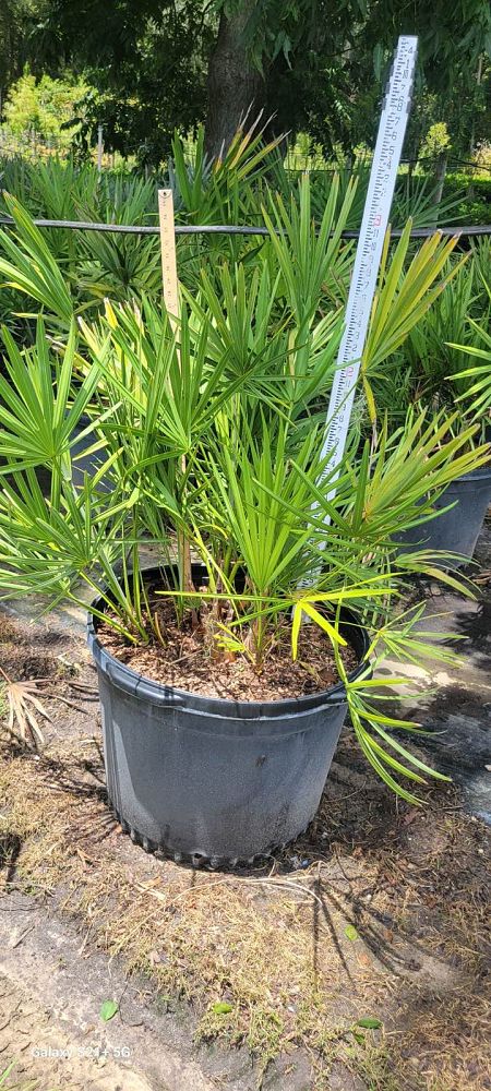 serenoa-repens-saw-palmetto