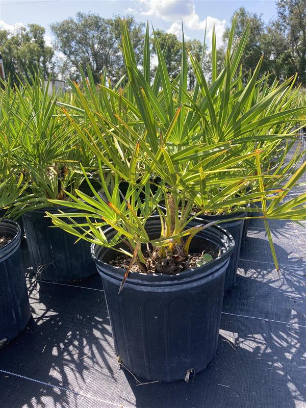 serenoa-repens-saw-palmetto