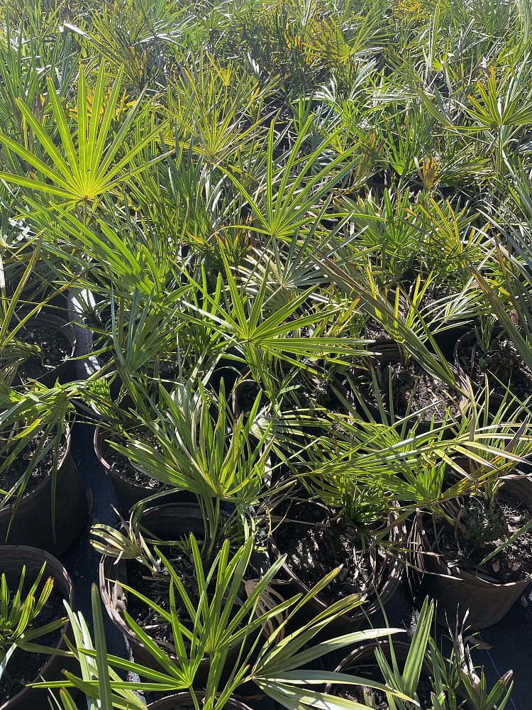 serenoa-repens-saw-palmetto