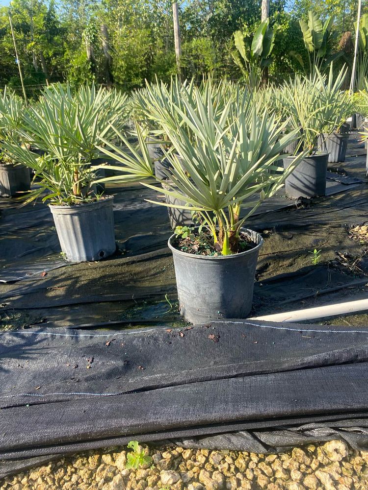 serenoa-repens-saw-palmetto
