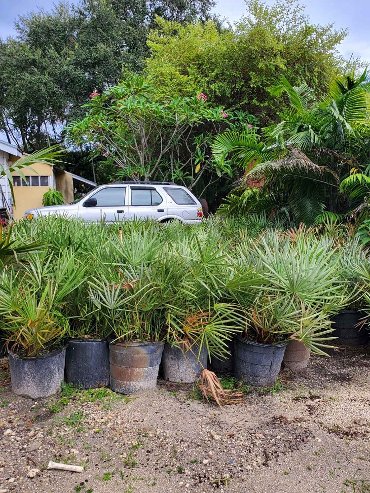 serenoa-repens-saw-palmetto