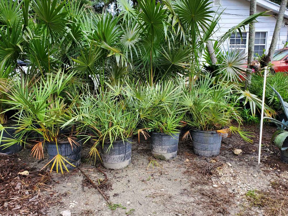 serenoa-repens-saw-palmetto