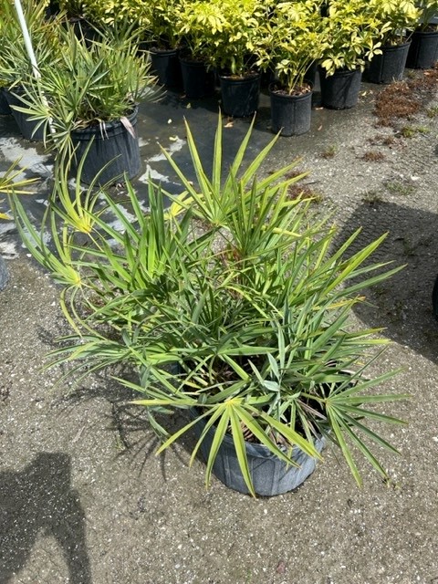 serenoa-repens-saw-palmetto