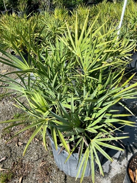 serenoa-repens-saw-palmetto