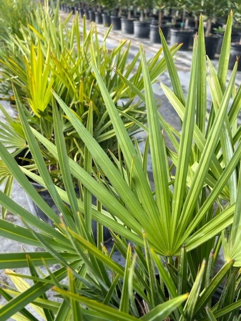 serenoa-repens-saw-palmetto