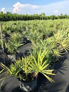 serenoa-repens-saw-palmetto