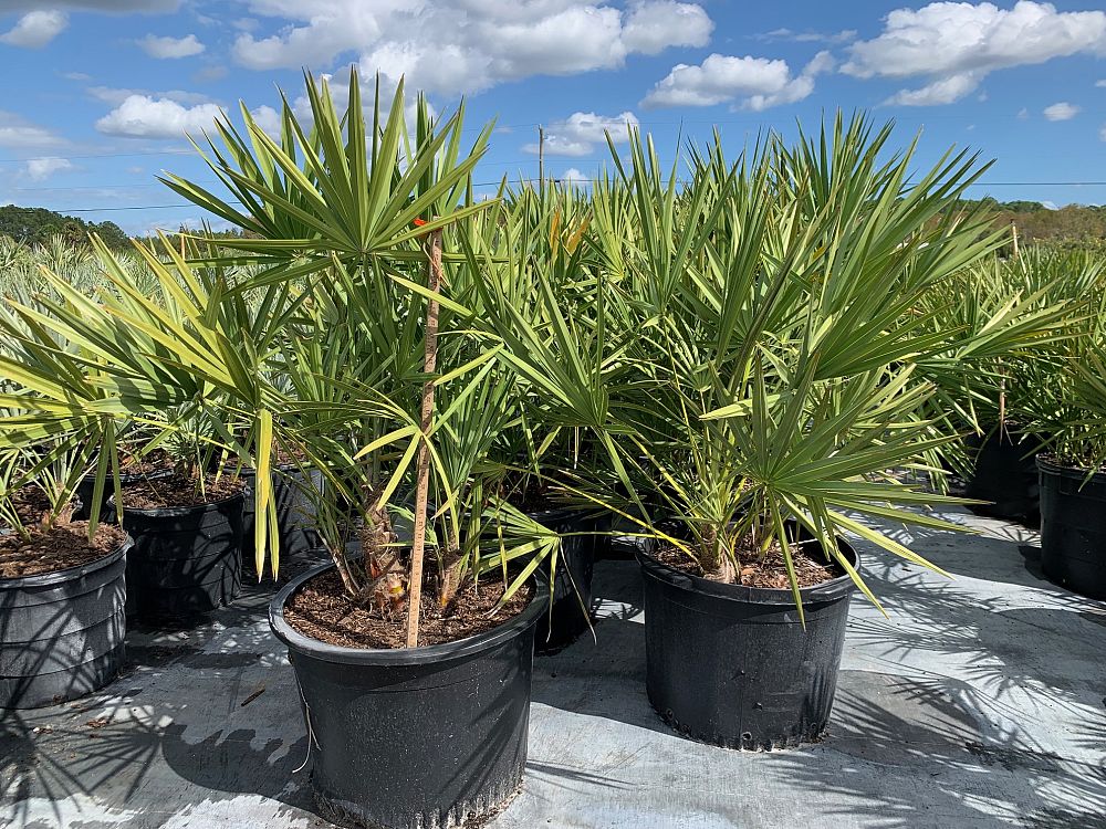 serenoa-repens-saw-palmetto