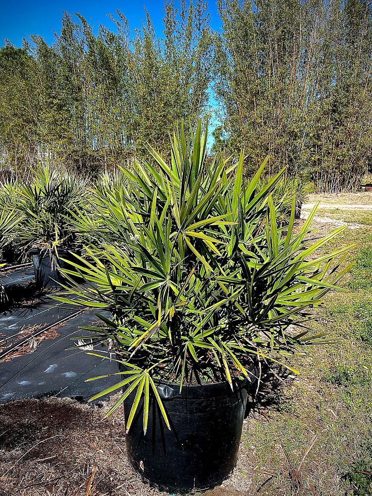 serenoa-repens-saw-palmetto