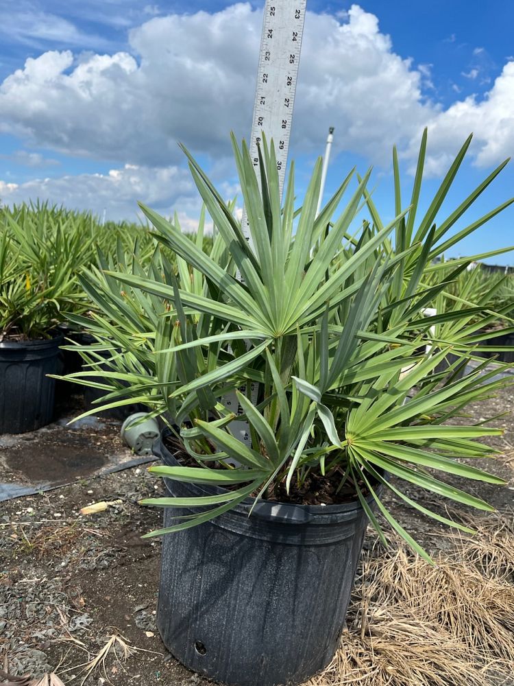 serenoa-repens-saw-palmetto