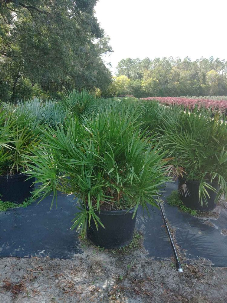 serenoa-repens-saw-palmetto