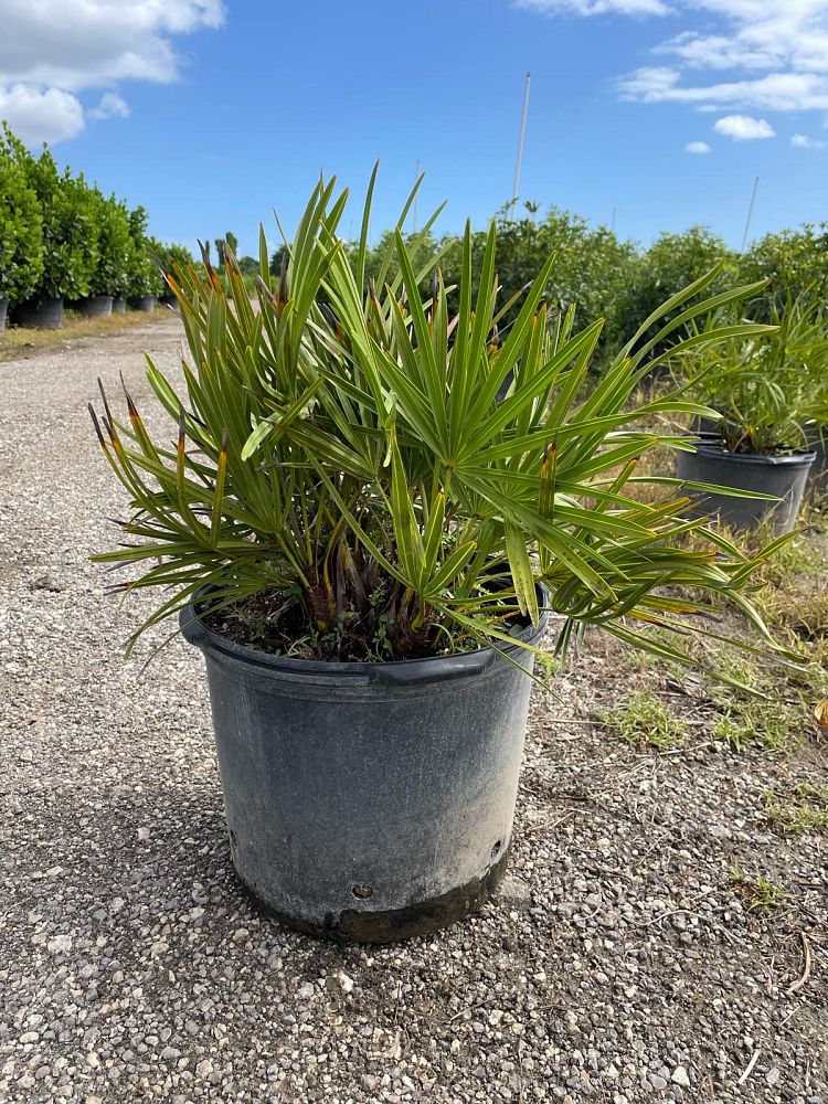 serenoa-repens-saw-palmetto