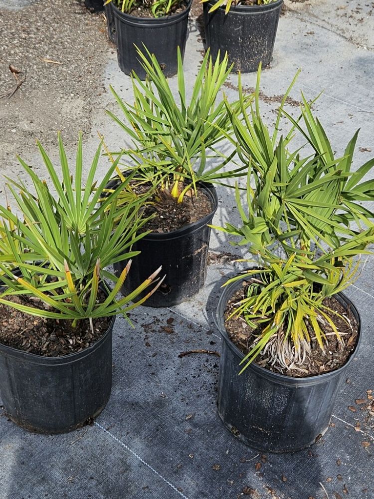 serenoa-repens-saw-palmetto