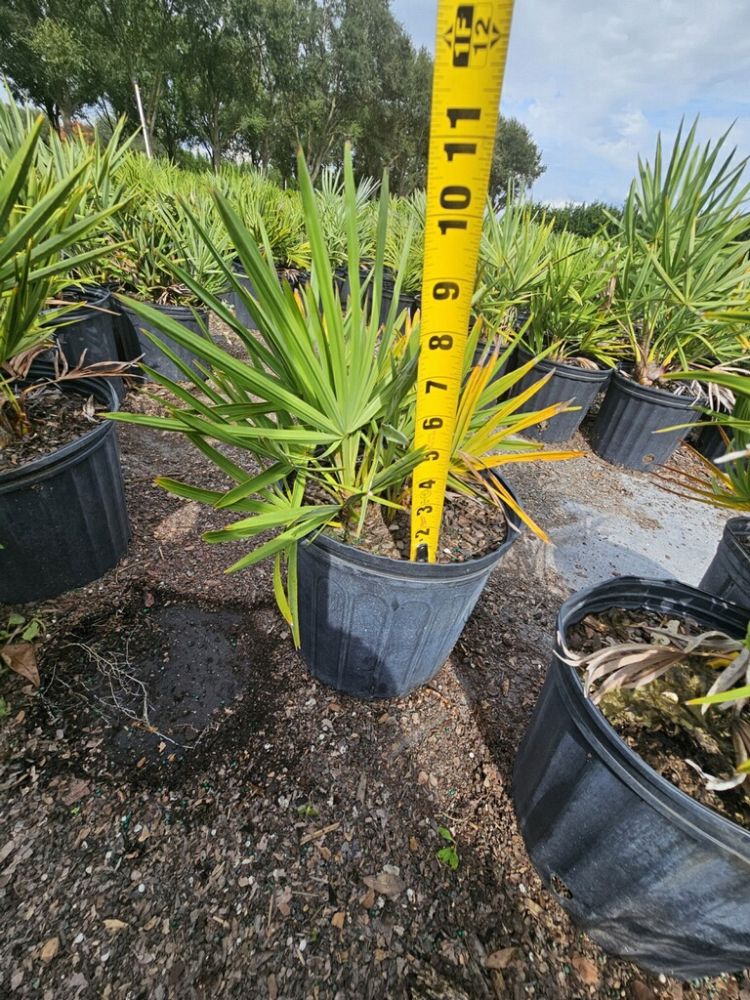 serenoa-repens-saw-palmetto