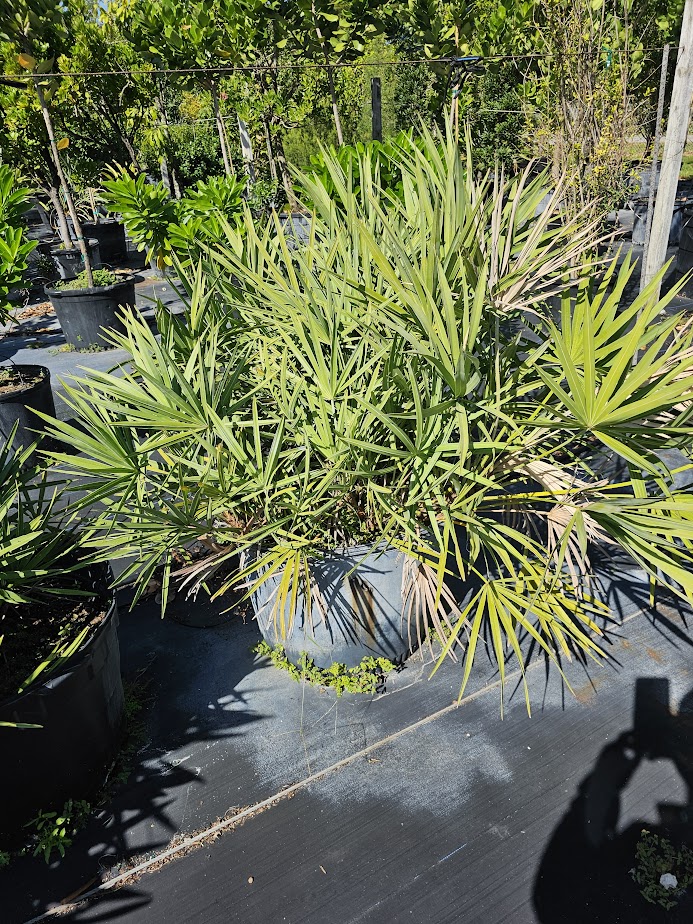 serenoa-repens-saw-palmetto