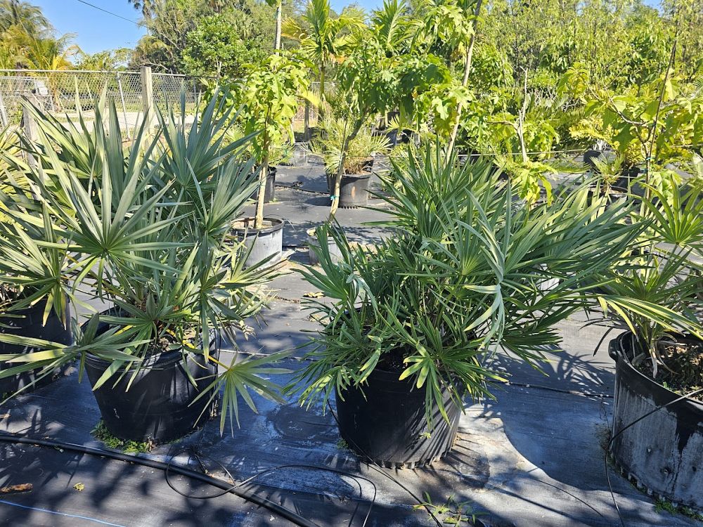 serenoa-repens-saw-palmetto
