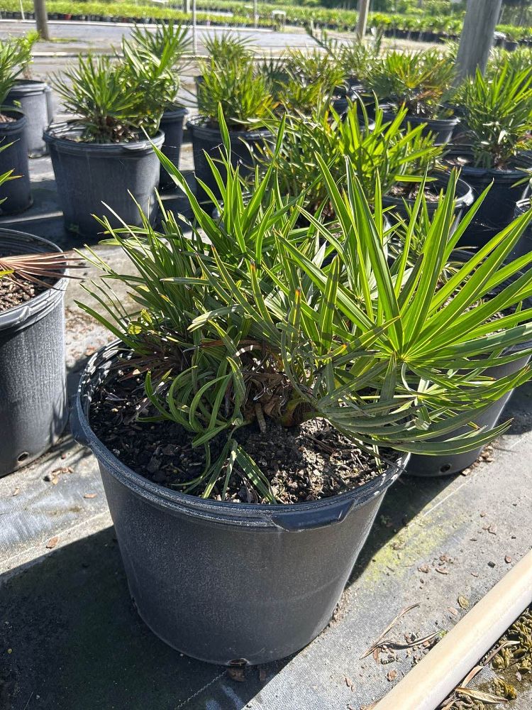 serenoa-repens-saw-palmetto