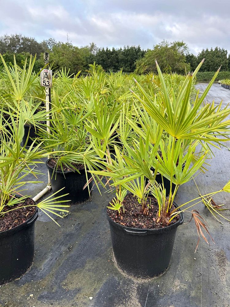 serenoa-repens-saw-palmetto