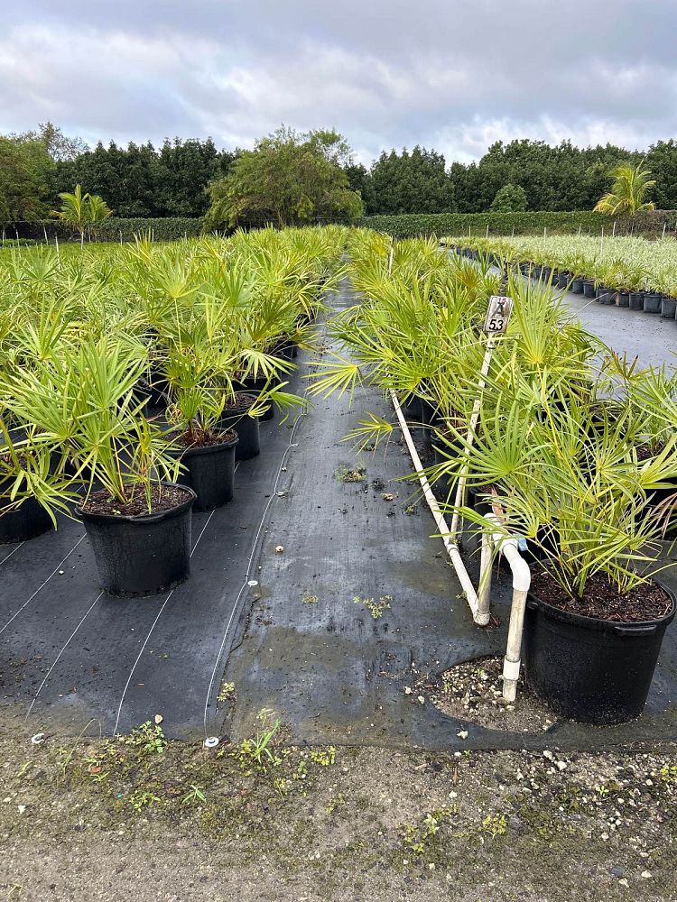 serenoa-repens-saw-palmetto