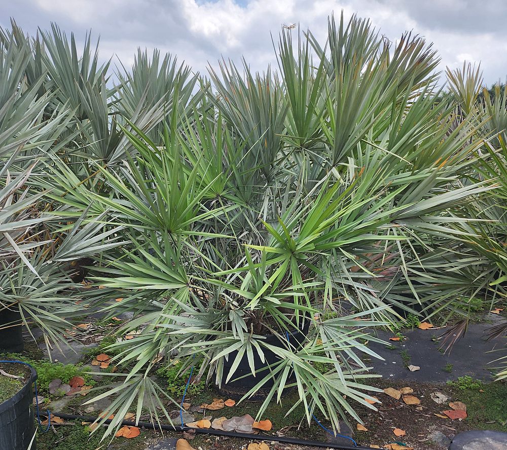 serenoa-repens-saw-palmetto