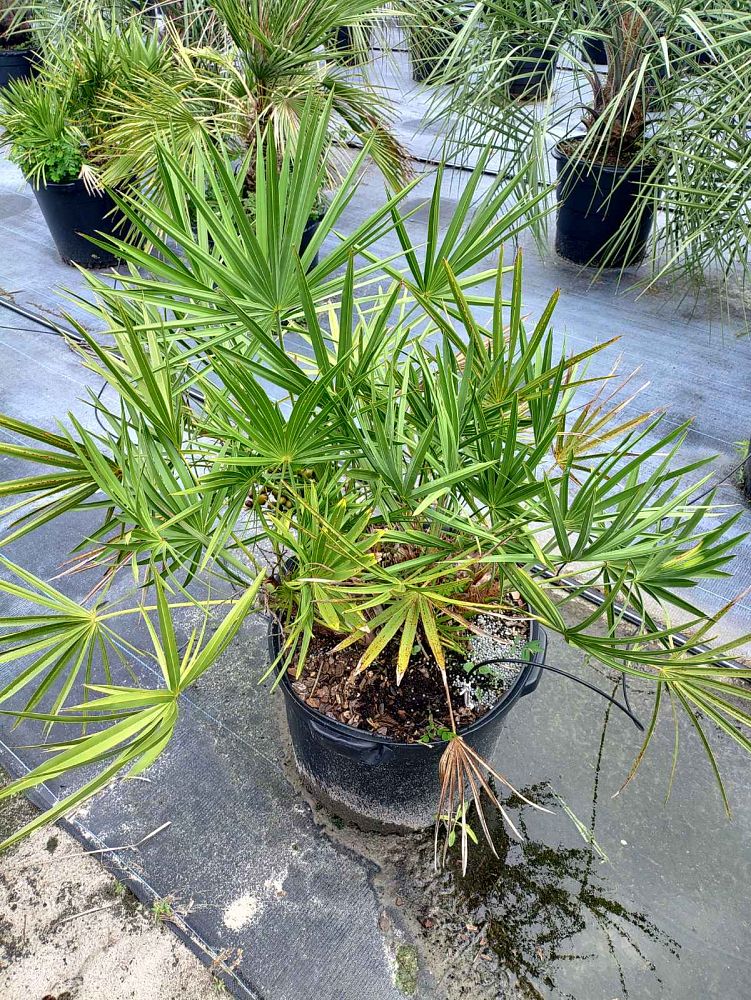 serenoa-repens-saw-palmetto