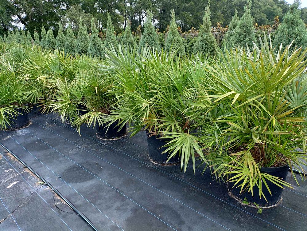 serenoa-repens-saw-palmetto