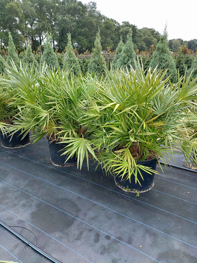 serenoa-repens-saw-palmetto