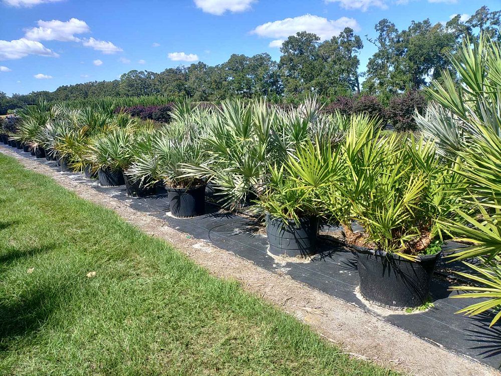 serenoa-repens-saw-palmetto