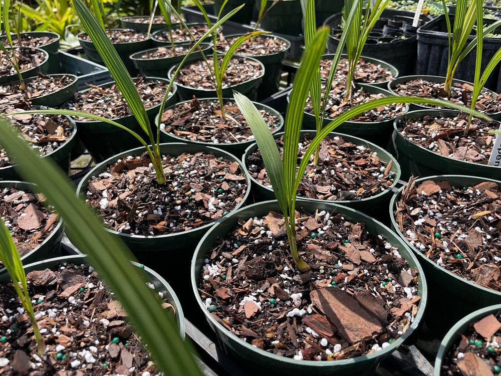 serenoa-repens-saw-palmetto