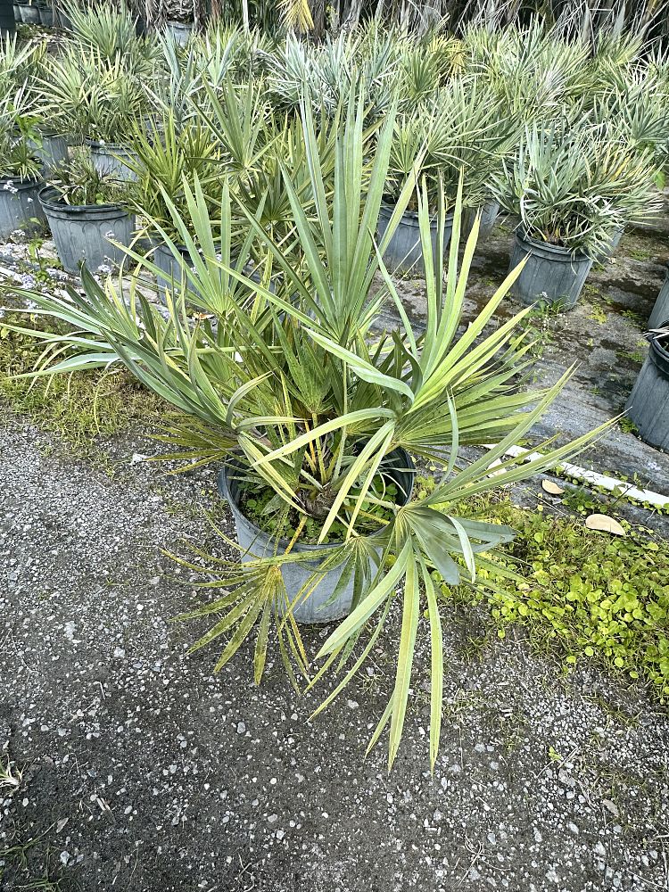 serenoa-repens-saw-palmetto