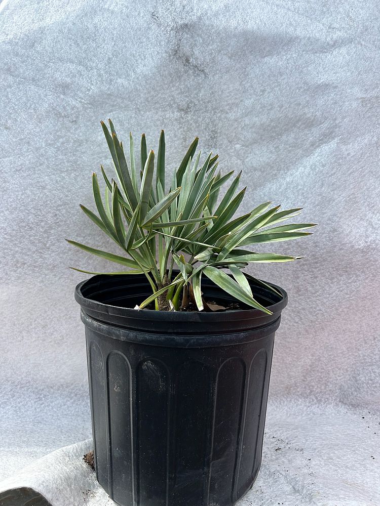 serenoa-repens-saw-palmetto