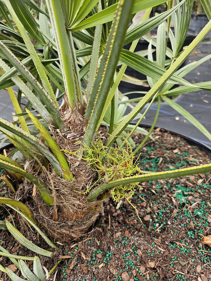 serenoa-repens-saw-palmetto