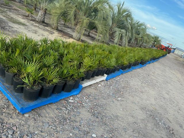 serenoa-repens-saw-palmetto