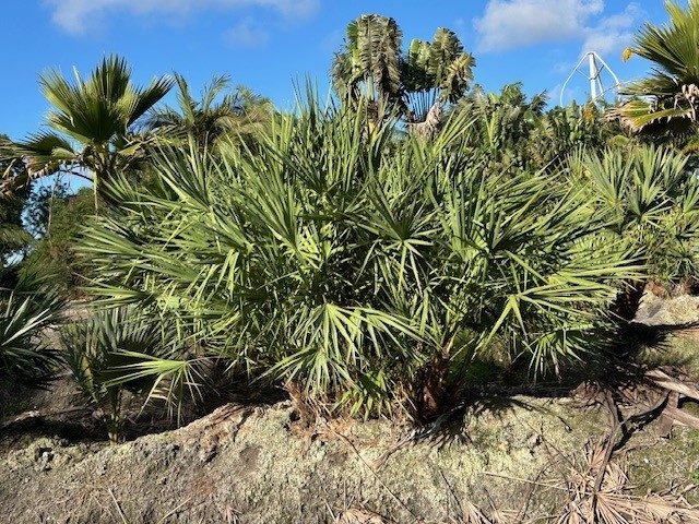 serenoa-repens-saw-palmetto