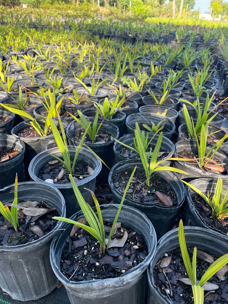 serenoa-repens-saw-palmetto