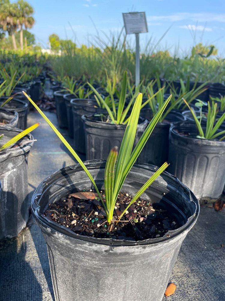 serenoa-repens-saw-palmetto