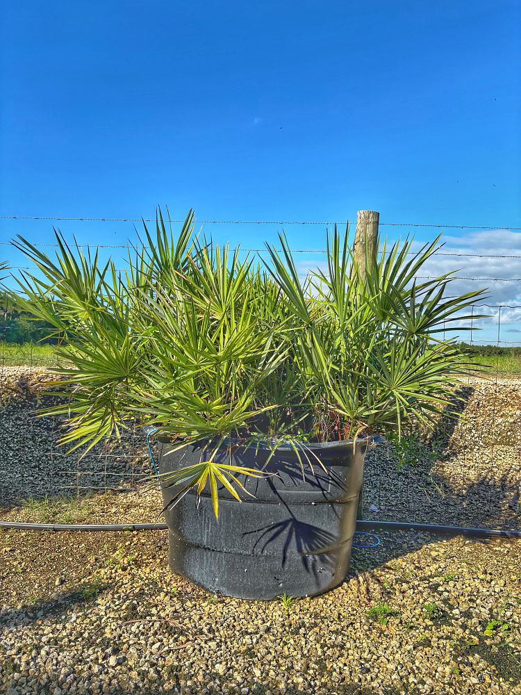 serenoa-repens-saw-palmetto