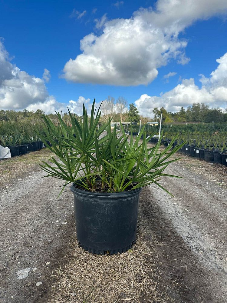serenoa-repens-saw-palmetto
