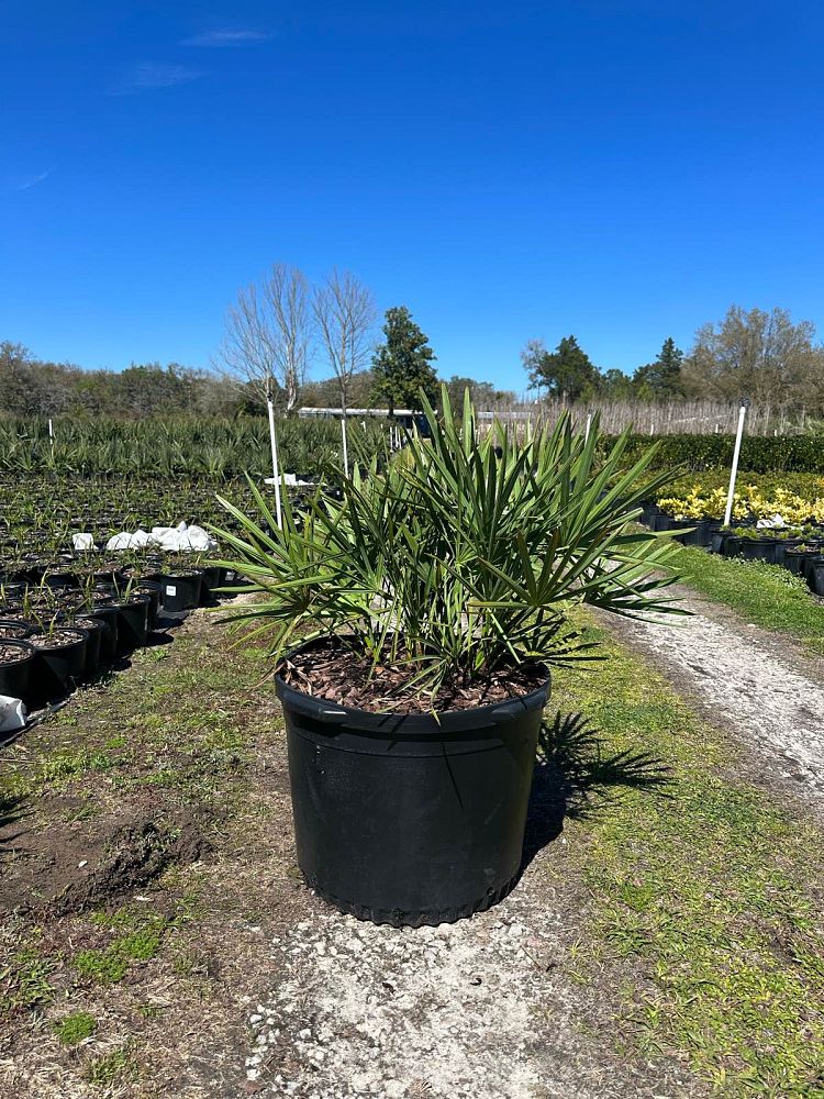 serenoa-repens-saw-palmetto