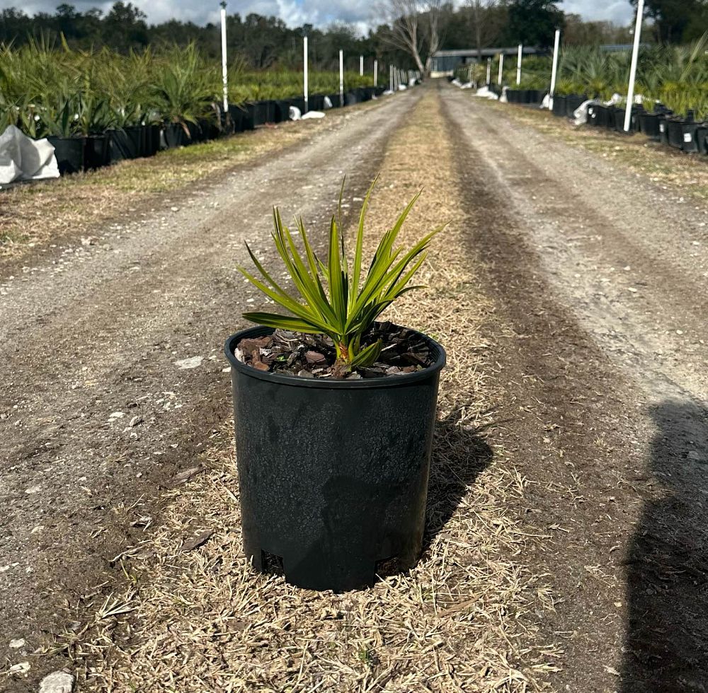 serenoa-repens-saw-palmetto