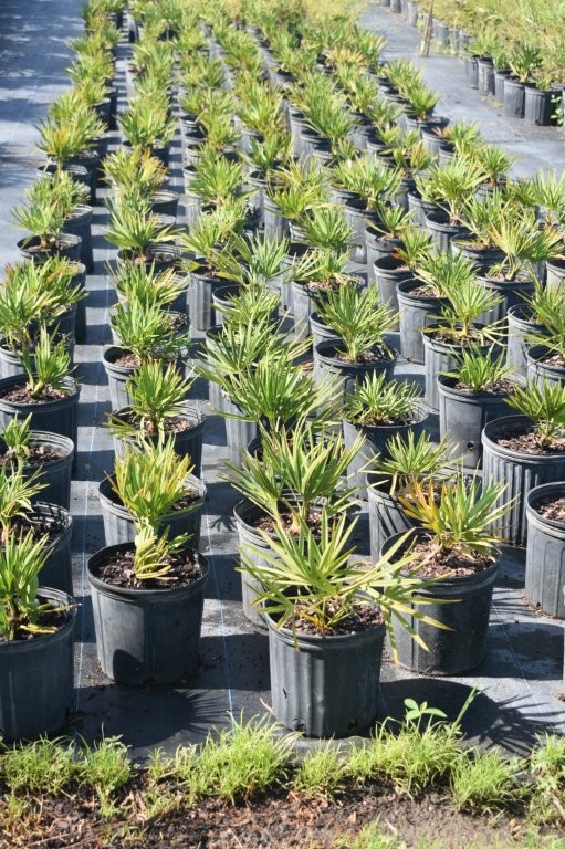serenoa-repens-saw-palmetto